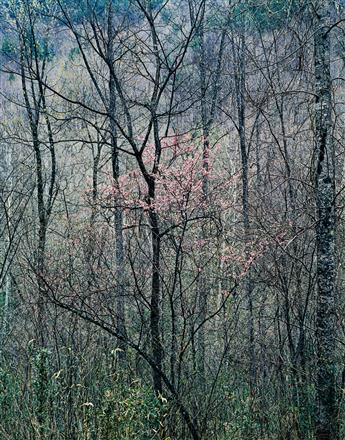 ELIOT PORTER (1901-1990) Columbine Leaves, Maine * Redbud, Red River Gorge, Kentucky * Coyote Gulch, Utah.